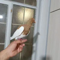 کبوتر یهود|پرنده|شال, |دیوار