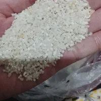 خورده برنج چمپا