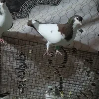 یک جفت چپ سرخ خونی|پرنده|بندر کنگان, |دیوار