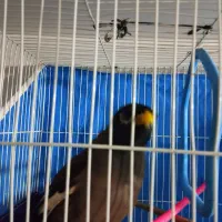 مرغ مینا سخنگو دستی رام