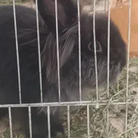 واگذاری خرگوش