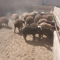 ۲۵راس بره نر