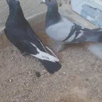 بدلیجات|بدلیجات|فسا, |دیوار