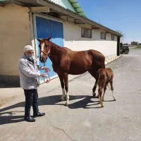 اسب|اسب و تجهیزات اسب‌سواری|تهران, جنت‌آباد جنوبی|دیوار