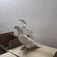 طوق پرتقالی قشنگ|پرنده|بهبهان, |دیوار