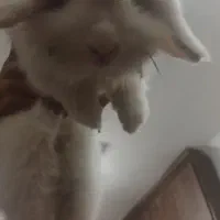 خرگوش لوپ هلندی|موش و خرگوش|اصفهان, حصه جنوبی|دیوار