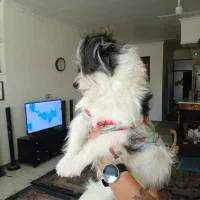 توله ۶ ماه شیتزو|سگ|کرمان, |دیوار