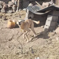 سگ نگهبان|سگ|زرند, |دیوار