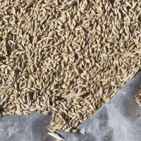 جو محلی|لوازم جانبی حیوانات|شیروان (خراسان), |دیوار