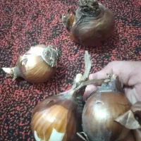 پیاز گل نرگس(شهلا)