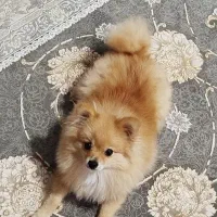 سگ پامرین خرسی|سگ|مرودشت, بیست متری بیمارستان|دیوار