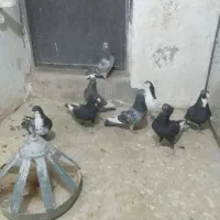 نر تبعیدی گردن کلفت زرند|پرنده|کرمان, |دیوار