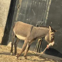 الاغ