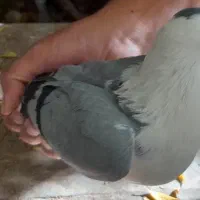 کبوتر.|پرنده|کرمان, |دیوار