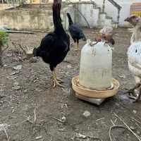 مرغ لاری یه تیغ مشکی و سفید تخم گزار|حیوانات مزرعه|فریدونکنار, |دیوار