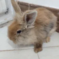 خرگوش|موش و خرگوش|رفسنجان, |دیوار