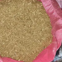 ۲۰تن گندم پیشگام|حراج|گیان, |دیوار