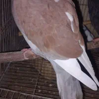 معاوضه با کبوتر نر بالغ