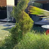 حراج گل وگیاه