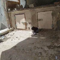 کبوتر ابلاغ و آغ لوتی|پرنده|اسکو, |دیوار