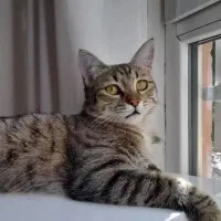 واگذاری گربه نژاد DSH