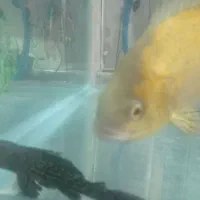 ماهی آکواریومی|ماهی|ایرانشهر, |دیوار