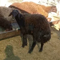 بره نر چاق مناسب کشتار