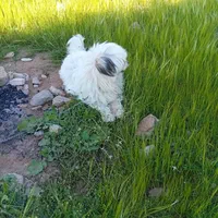 سگ‌شیتزو|سگ|اصفهان, بهارستان|دیوار