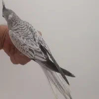 جوجه عروس ایزابلا