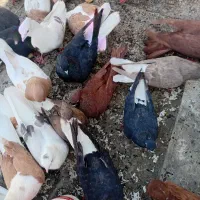 کبوتر رنگی در الشتر