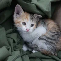 واگذاری گربه