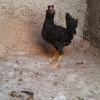 مرغ و خروس گلین