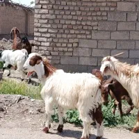 6راس بزغاله نر