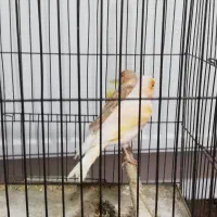 قناری مست|پرنده|کرمانشاه, |دیوار