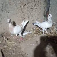 سه تا ماده سر بندی  سرور و سوسنی وکرم|پرنده|شیراز, شهرک کوشکک|دیوار