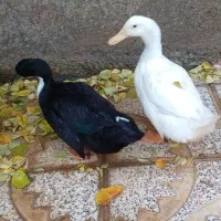 دو عدد اردک محلی و سرحال|حیوانات مزرعه|تکاب, |دیوار