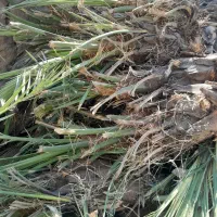 جونگ درخت|گل و گیاه طبیعی|فهرج, |دیوار