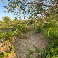 فروش زمین ۳۰۰ متری|فروش زمین و ملک کلنگی|شازند, |دیوار