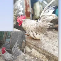 خروس جاپنیز بلو کف خواب