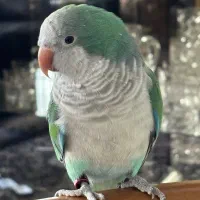 طوطی راهب ( کواکر) سخنگو