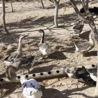 قو غاز|حیوانات مزرعه|فشاپویه, |دیوار