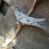 سرور بهبونی|پرنده|شیراز, سیاه سنگ|دیوار