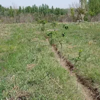 زمین  1100 متری مناسب برای باغچه|فروش دفتر صنعتی، کشاورزی، تجاری|ابهر, |دیوار