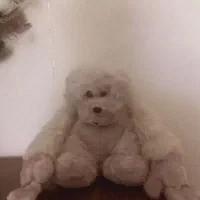 میمون