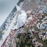 عروس هلندی رام|پرنده|هرسین, |دیوار