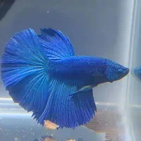 فایتر وارداتی|ماهی|تهران, تهرانسر مرکزی|دیوار