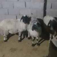 میش|حیوانات مزرعه|رفسنجان, |دیوار