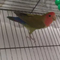 کوتوله . عروس هلندی و مرغ عشق|پرنده|مشهد, شهرک مهرگان|دیوار