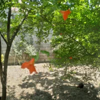 ۴۰۰ متر زمین مسکونی در زشت پشت تالاب عینک