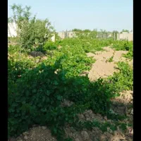 فروش باغ انگورو میوه1500متر|فروش خانه و ویلا|کبودرآهنگ, |دیوار